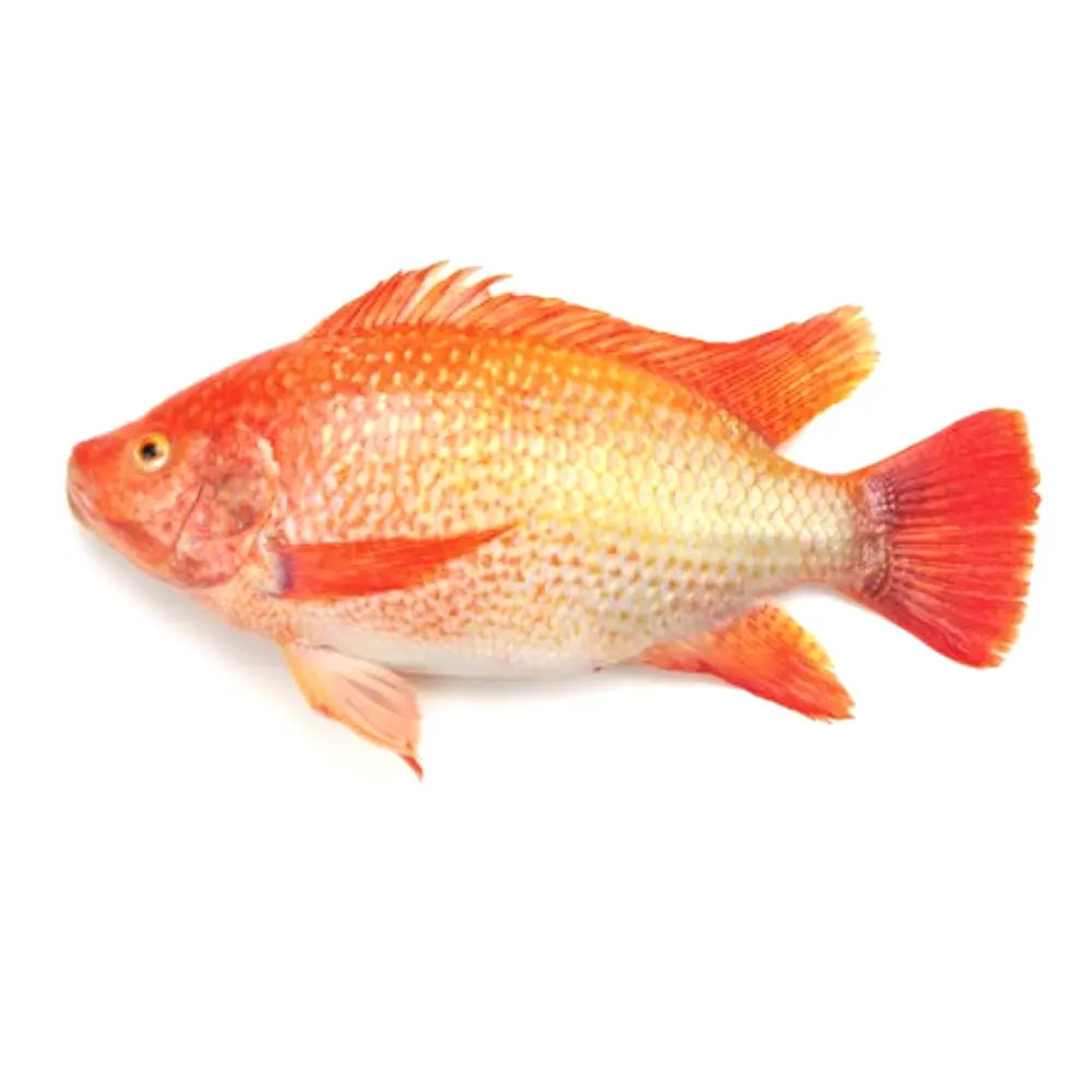 Nytt projekt - 2026-05-05T145726.095 FISK TILAPIA RÖD 500/700 gr 4kg - Bild 1